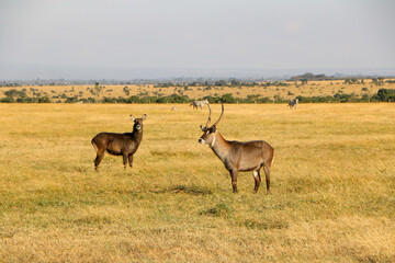 antelope in the wild, Kenya 