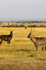 antelope in the wild, Kenya 