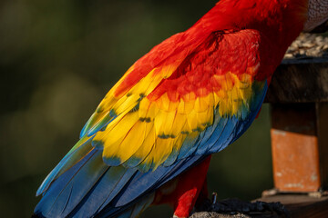 Scarlet macaw bird parrot Costa Rica paradise animal captured beautiful feather close-up of a scarlet macaw parrot bird