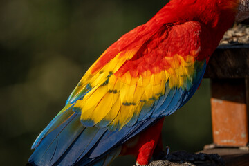 Scarlet macaw bird parrot Costa Rica paradise animal captured beautiful feather close-up of a scarlet macaw parrot bird