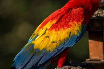 Scarlet macaw bird parrot Costa Rica paradise animal captured beautiful feather close-up of a scarlet macaw parrot bird