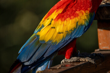Scarlet macaw bird parrot Costa Rica paradise animal captured beautiful feather close-up of a scarlet macaw parrot bird