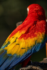 Obraz premium Scarlet macaw bird parrot Costa Rica paradise animal captured beautiful feather close-up of a scarlet macaw parrot bird