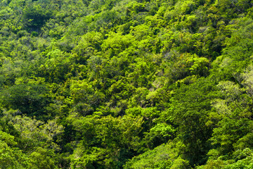 The beautiful green forest in the mountains as a background.