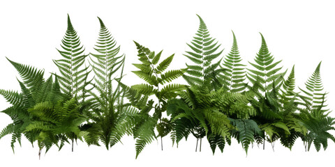 A digital image of a group of green fern fronds isolated on a transparent white background