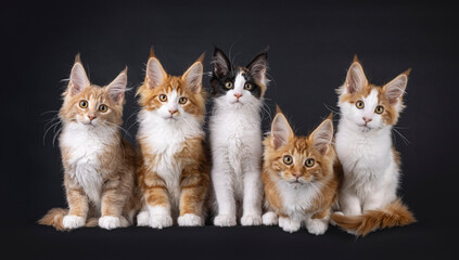Row of 5 Maine Coon cat kittens in different colors, sitting and laying perfectly beside each...