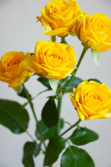 ゴールドダスト