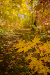 A path through the autumn forest. The time of colors.