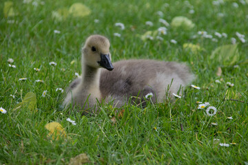 Im Gras sitzende junge Kanadagans