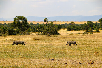 wildlife in Africa safari  