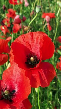 Campo di papaveri rossi in Aprile