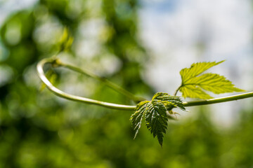 Green Bavarian Hops plant during May growth phase in close up view