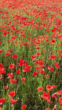 Campo di papaveri rossi in Aprile