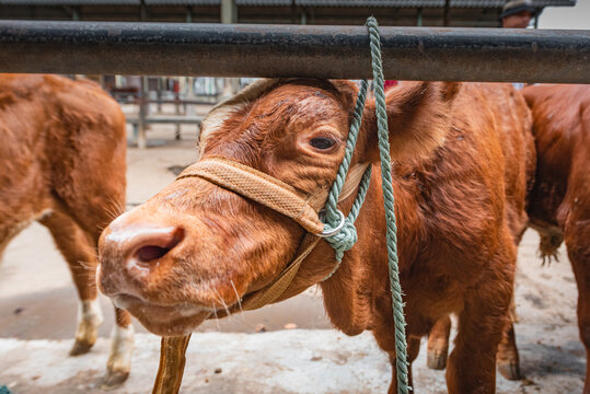 view of cattle being sold at the animal market