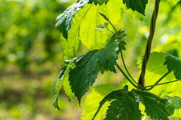 Green Bavarian Hops plant during May growth phase in close up view