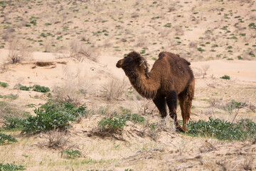 View of camels in the Kyzylkum desert