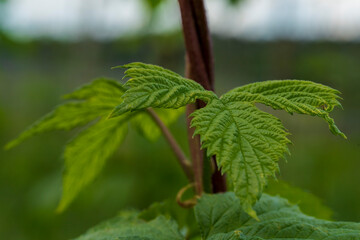 Green Bavarian Hops plant during May growth phase in close up view