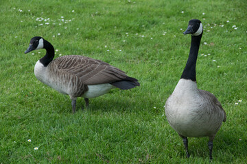 Kanadagänse