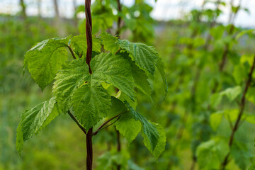 Green Bavarian Hops plant during May growth phase in close up view