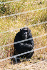 chimpanzee in the national park