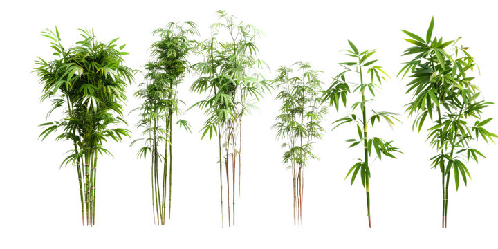 Seven individual bamboo plants with green leaves and stems are isolated on a white background. They are all different sizes and shapes