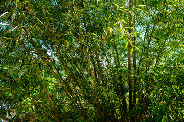 Willow tree leaves background. Green foliage. Summer season. Sunny weather. The fast growing plant. Natural fresh backdrop. Beautiful wallpaper