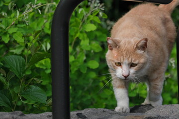 公園の野良猫　Stray cats in the park