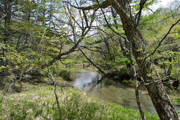 日光　戦場ヶ原　Nikko Senjogahara