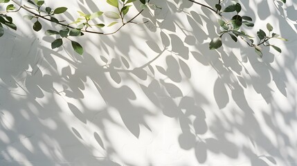A high-resolution image of a minimalist scene with the shadow of leaves cast on a white wall. The soft, diffused light creates distinct leaf patterns and shadows, emphasizing simplicity and