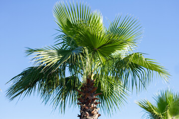 Palm trees against blue sky. Summer travel background 