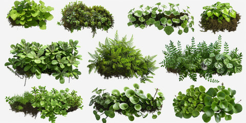 A set of 10 different green plants and ferns isolated on a transparent background. These plants are perfect for use in digital art, design, or for creating nature scenes