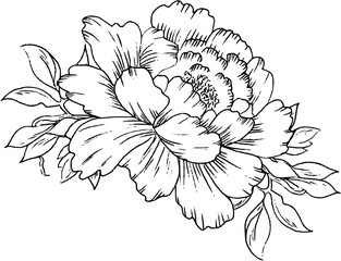 hand drawn peony flower