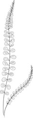 Fototapeta premium Hand drawn ferns