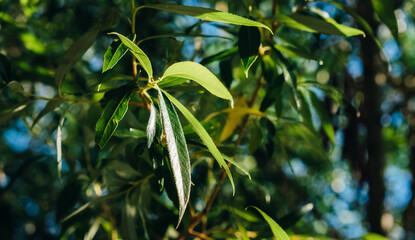 Willow tree leaves close-up. Nature background. Green foliage. Summer season. Sunny weather. The fast growing plant. Natural fresh backdrop. Beautiful wallpaper
