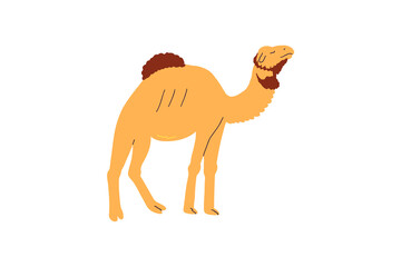 Desert camel hand drawn in flat style. Vector illustration.