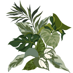 Hand draw graphic green tropical bouquet, simple exotica palm leaf, monster, isolated on transparent background