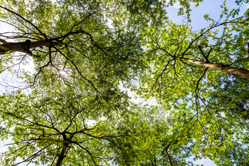 Obraz premium Low-angle view of Terminalia Mantaly trees with the blue sky in the park.