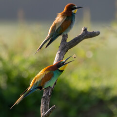 European bee-eater (Merops apiaster) catching a bee. Nature reserve of the Isonzo river mouth, Isola della Cona, Friuli Venezia Giulia, Italy.