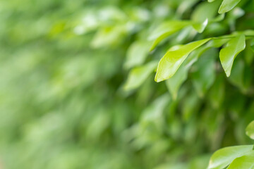 Background from Orange jasmine or Murraya leaves.