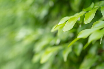 Background from Orange jasmine or Murraya leaves.