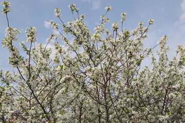 Cherry blossoms. Large tree with flowering branches. Close-up. Selective focus. Copyspace