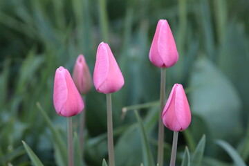 Tulips. Beautiful pink flowers on a blurred background. Close-up. Selective focus. Copyspace