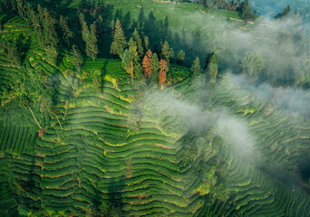 Aerial view of tea terrace landscape in China