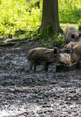 Wild boar (Sus scrofa) in the forest