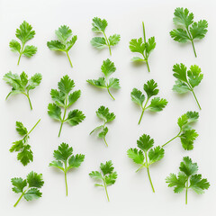 Conceptual and Abstract Thai Coriander Arrangement on White Background