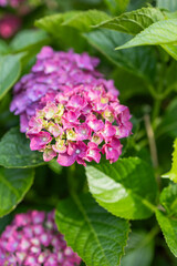 Images of Japan - Hydrangea, the Rainy Season Flower Called Ajisai