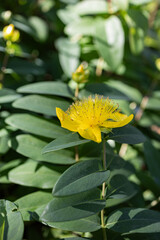 A Flower in Harmony - Symmetrical Stamen