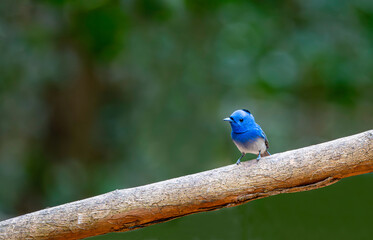 Eastern Pygmy Kingfisher. The smallest and cutest bird of the kingfisher family. (Hypothymis Azurea)
