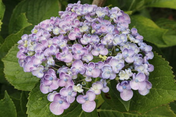 ウズアジサイの花のアップ