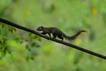(Sundasciurus tenuis) Squirrel freedom in Thailand Phuket